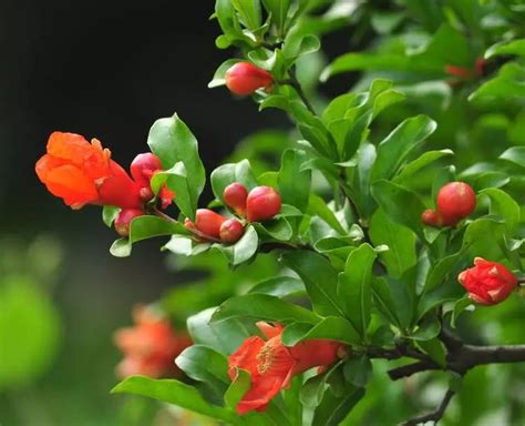 石榴花|石榴花的开花季节与花期时间（探讨石榴花开花时节与。